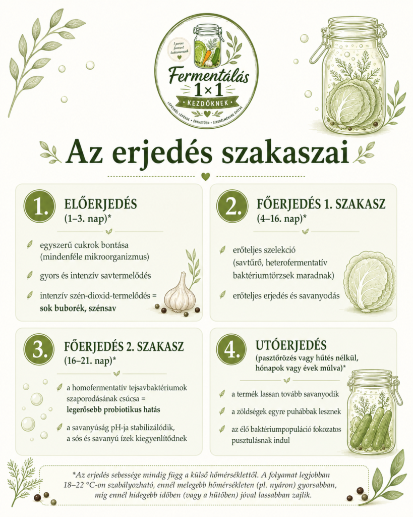 A fermentációs erjedés szakaszai